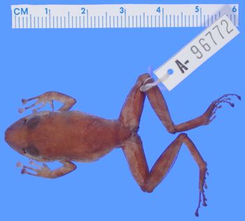 Media type: image; Herpetology A-96772